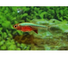 Sundadanio Axelrodi Green - Rasbora Axelrodi Green