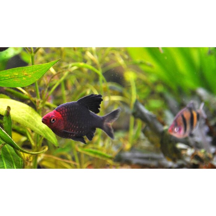 Barbus Nigrofasciatus - Purperkop