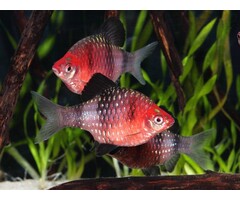 Barbus Nigrofasciatus - Purperkop