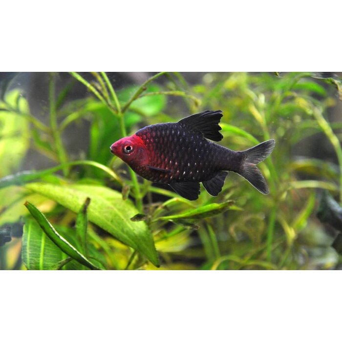 Barbus Nigrofasciatus - Purperkop