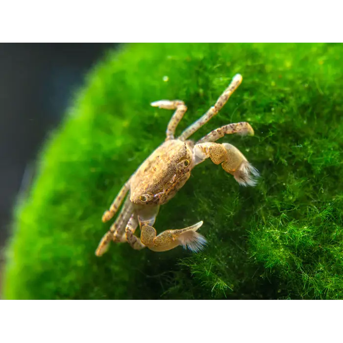 Ptychognathus Barbatus - Pom Pom Krab