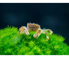 Ptychognathus Barbatus - Pom Pom Krab