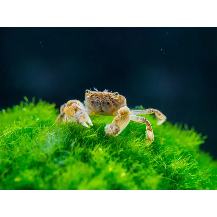 Ptychognathus Barbatus - Pom Pom Krab