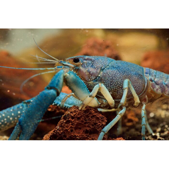 Procambarus Alleni - Blauwe Kreeft