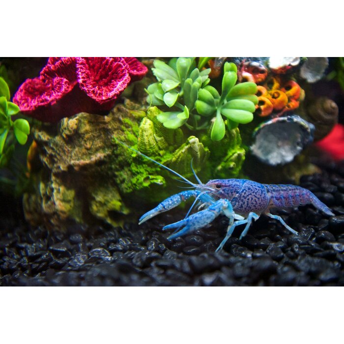 Procambarus Alleni - Blauwe Kreeft