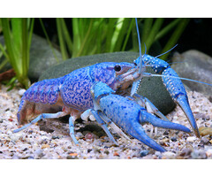 Procambarus Alleni - Blauwe Kreeft