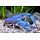Procambarus Alleni - Blauwe Kreeft