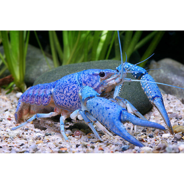 Procambarus Alleni - Blauwe Kreeft