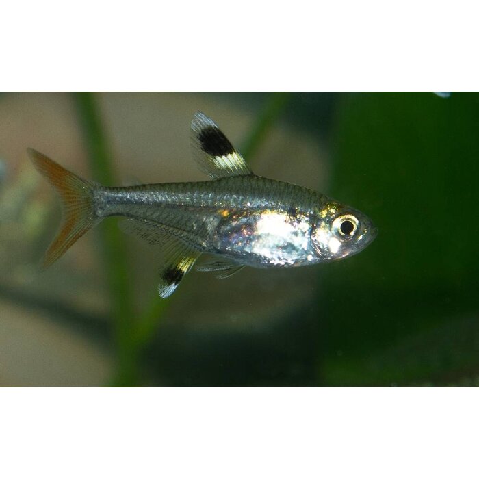 Pristella Maxillaris - Pristella Riddlei