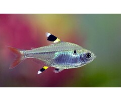 Pristella Maxillaris - Pristella Riddlei