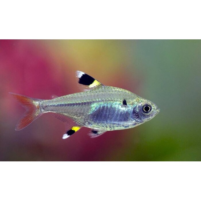 Pristella Maxillaris - Pristella Riddlei