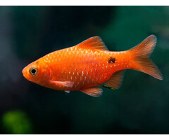 Barbus Conchonius Super Red - Prachtbarbeel Super Red