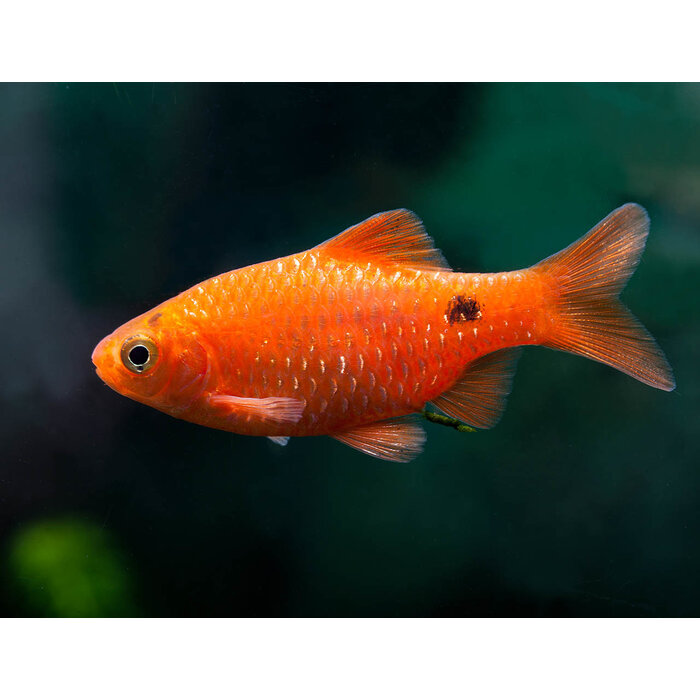 Barbus Conchonius Super Red - Prachtbarbeel Super Red