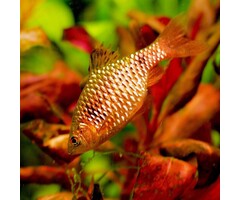 Barbus Conchonius - Prachtbarbeel
