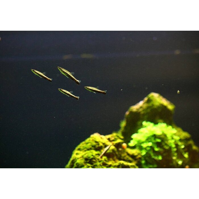 Nannobrycon Eques - Potloodvis