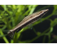 Nannobrycon Eques - Potloodvis