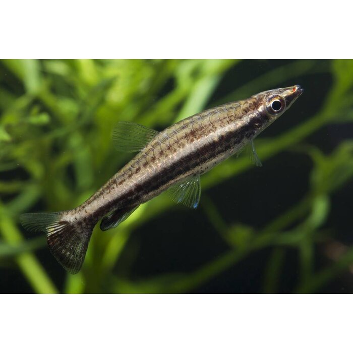 Nannobrycon Eques - Potloodvis