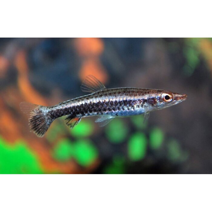 Nannobrycon Eques - Potloodvis