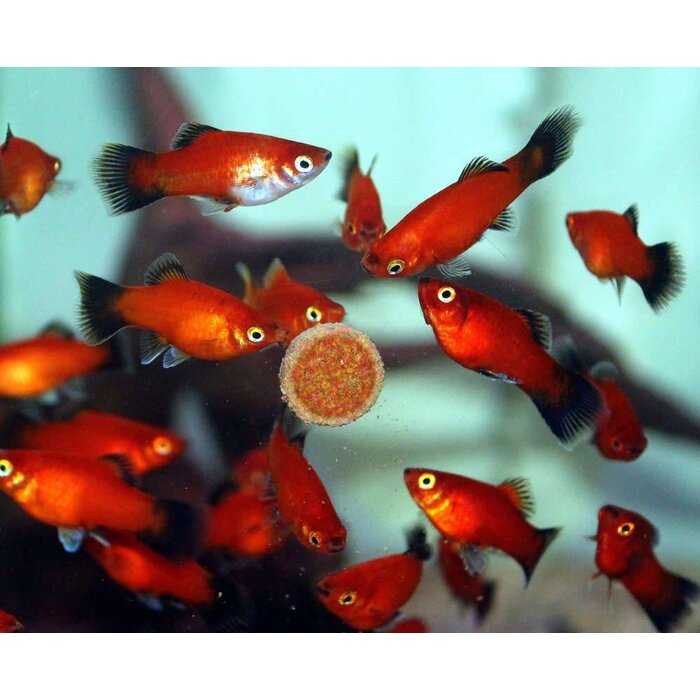 Xiphophorus Maculatus - Platy Wagtail