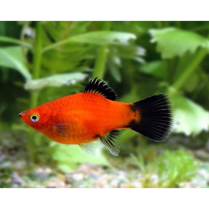 Xiphophorus Maculatus - Platy Wagtail