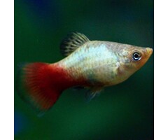 Xiphophorus Maculatus - Platy Rainbow