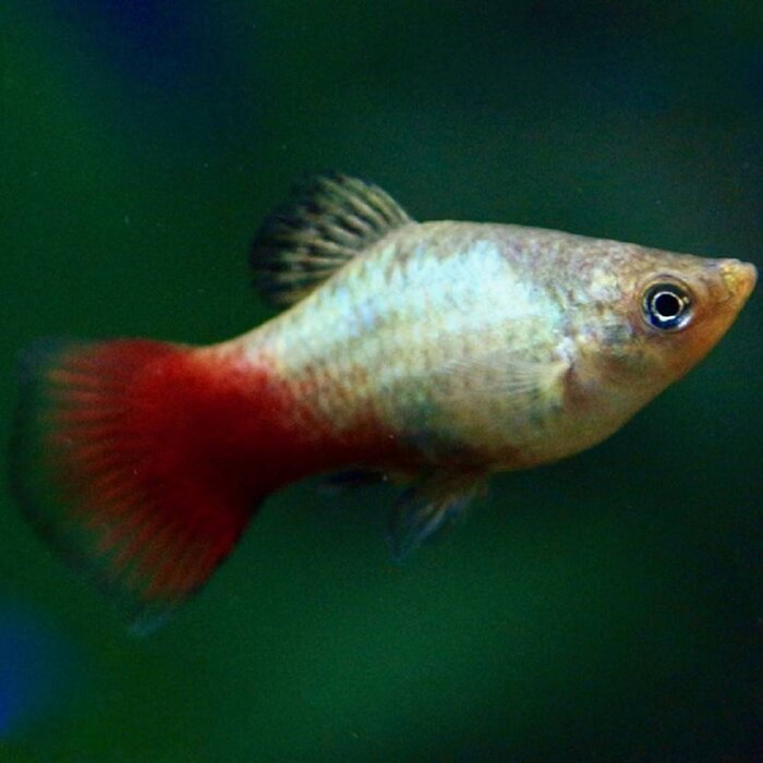 Xiphophorus Maculatus - Platy Rainbow