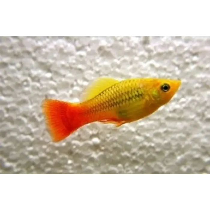 Xiphophorus Maculatus - Platy Papegaai