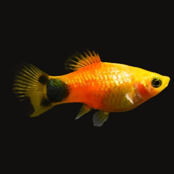 Xiphophorus Maculatus - Platy Mickey Mouse