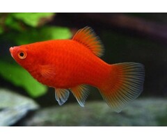 Xiphophorus Maculatus - Platy Koraal