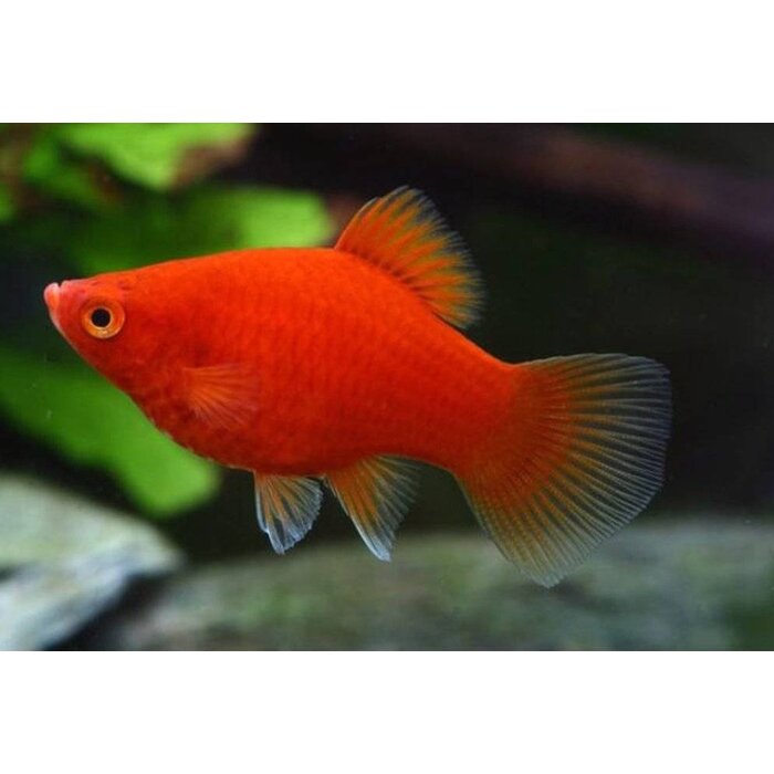 Xiphophorus Maculatus - Platy Koraal