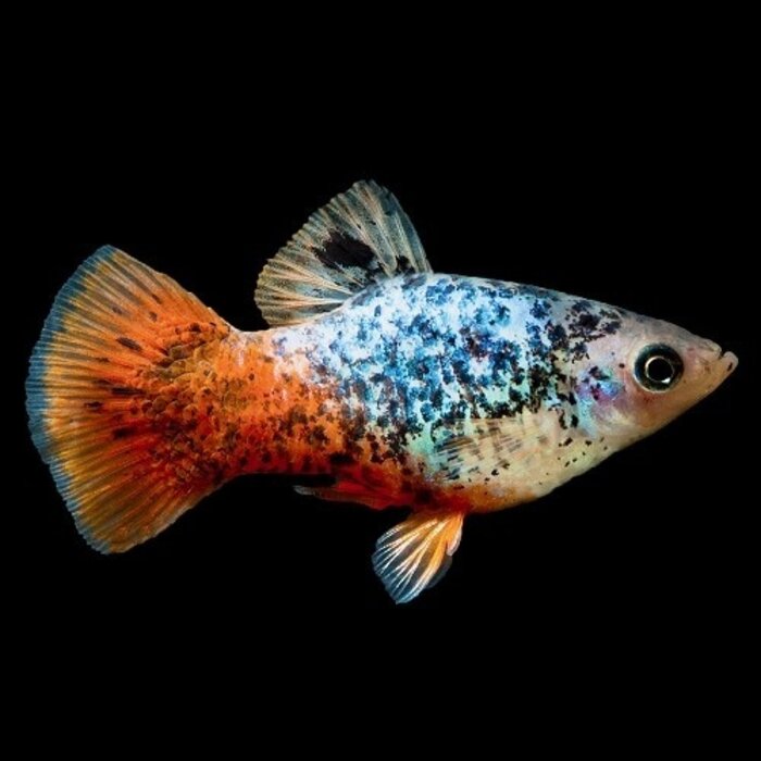 Xiphophorus Maculatus - Platy Calico