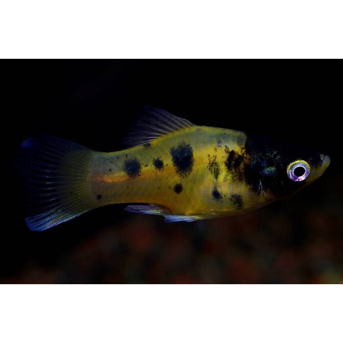 Xiphophorus Maculatus - Platy Bumblebee