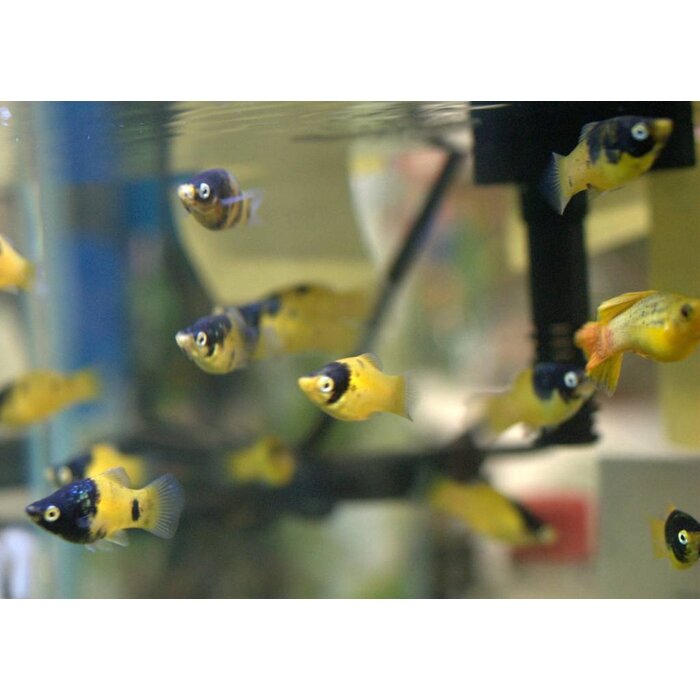 Xiphophorus Maculatus - Platy Bumblebee