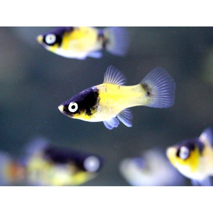 Xiphophorus Maculatus - Platy Bumblebee