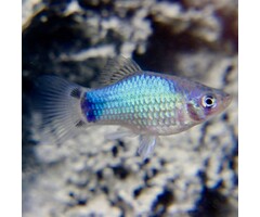 Xiphophorus Maculatus - Platy Blauw