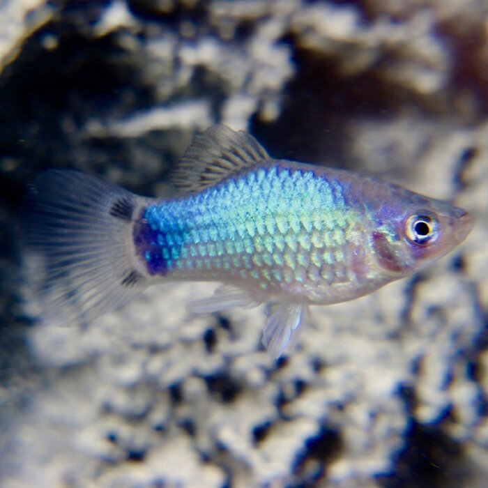 Xiphophorus Maculatus - Platy Blauw