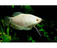 Trichopterus Platinum - Platinum Gourami