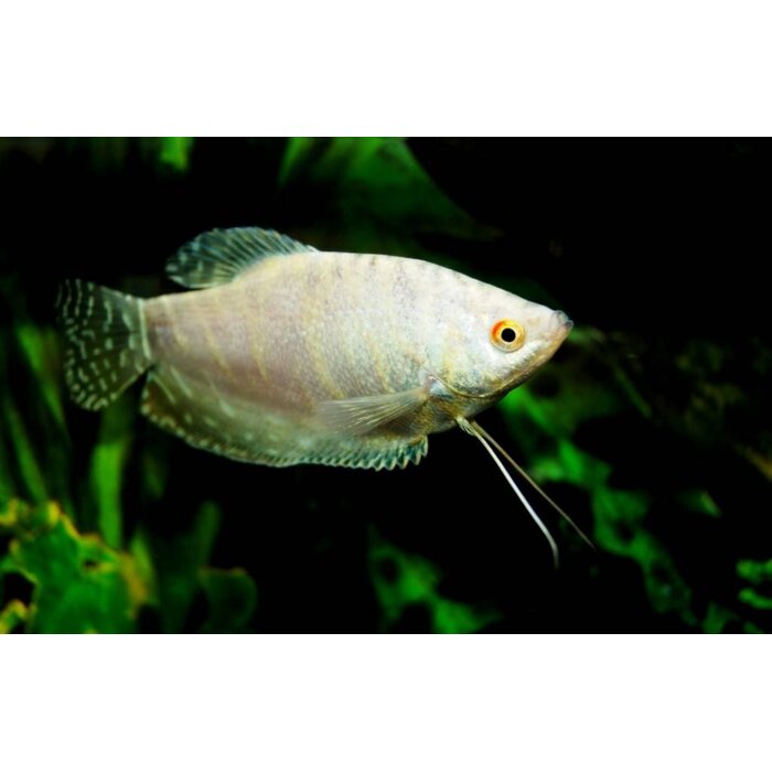 Trichopterus Platinum - Platinum Gourami