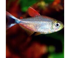 Hyphessobrycon Sp. Red Blue Peru - Peru Tetra