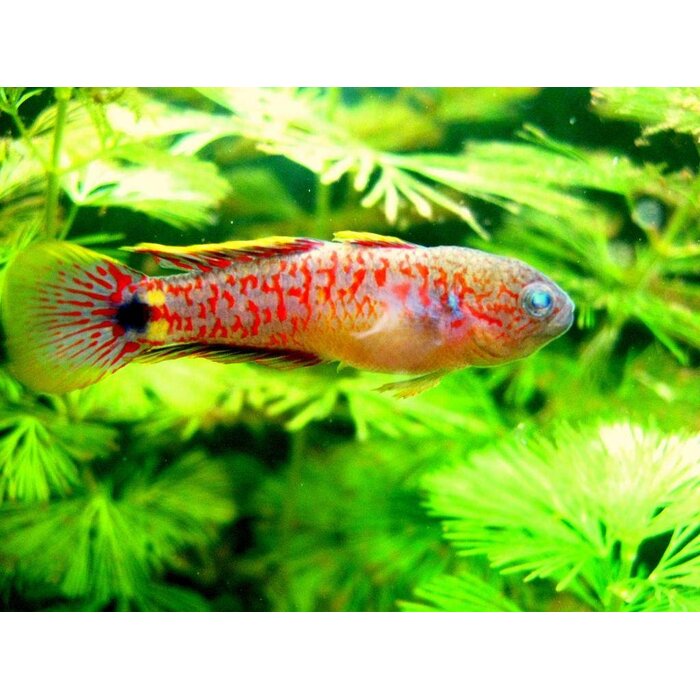 Tateurndina Ocellicauda - Pauwoog Goby