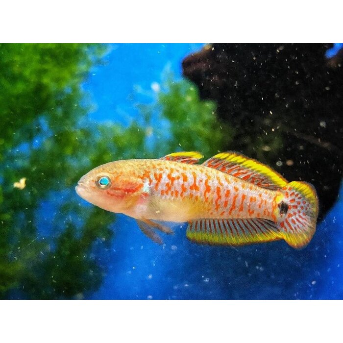 Tateurndina Ocellicauda - Pauwoog Goby