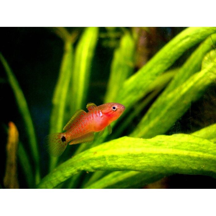 Tateurndina Ocellicauda - Pauwoog Goby