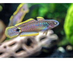 Tateurndina Ocellicauda - Pauwoog Goby