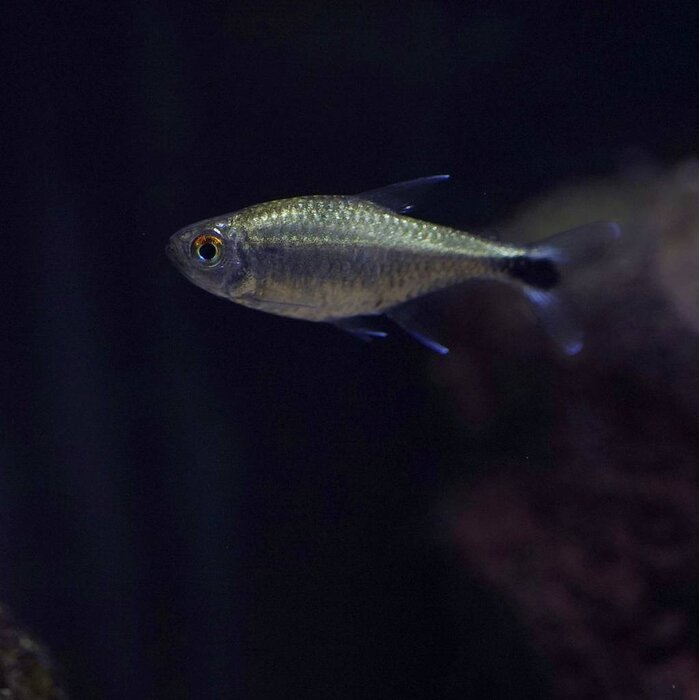 Hemigrammus Rodwayi - Gouden Tetra