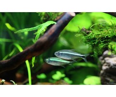 Hemigrammus Rodwayi - Gouden Tetra