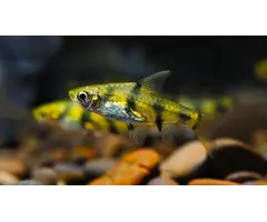 Pethia Gelius - Gouden Dwergbarbeel