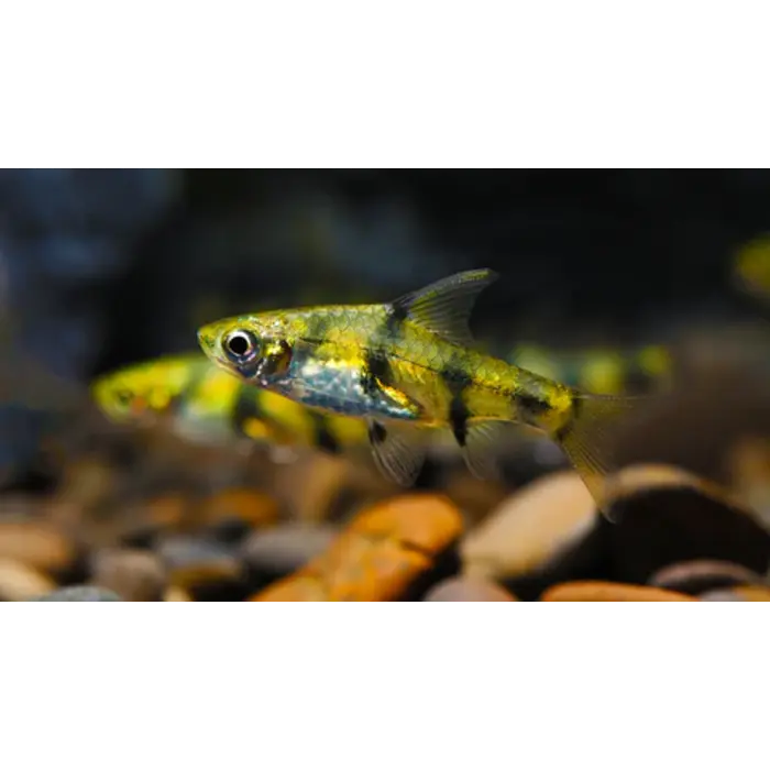 Pethia Gelius - Gouden Dwergbarbeel