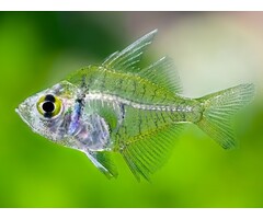 Parambassis Ranga - Indische/ Aziatische glasbaars