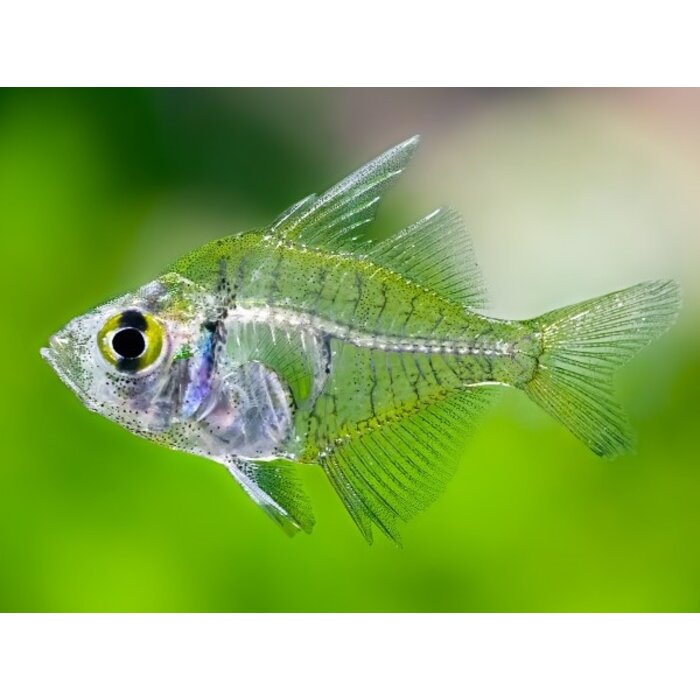 Parambassis Ranga - Indische/ Aziatische glasbaars