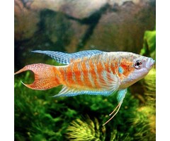 Macropodus Opercularis Red - Paradijsvis Rood